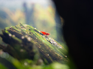 Neocaridina davidi Red Cherry shrimp in a fish tank. Aquatic plant and animal underwater. Hobby and leisure activity at home.