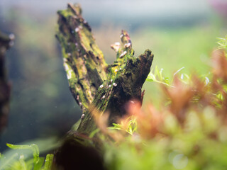 Aquarium snails on a drift wood in a fish tank. Freshwater gastropod animal. Hobby and leisure activity at home.