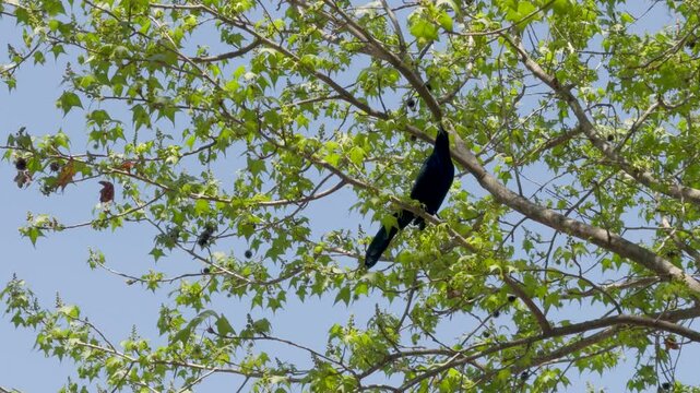zanate en &aacute;rbol