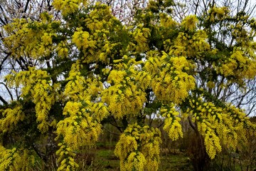 日出町のミモザ