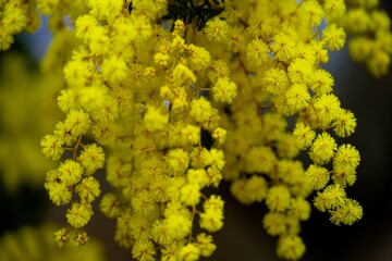 日出町のミモザ