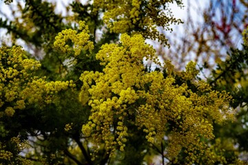 Fototapeta premium 日出町のミモザ