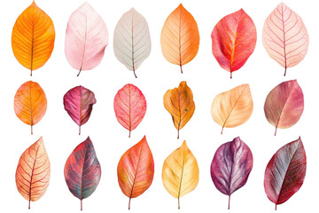 Vibrant Autumn Leaves on transparent background