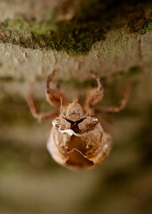 Empty Swamp Cicada cuticle stuck to a sugar maple tree trunk after the cicada emerged.