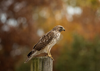 Young Red Shouldered Hawk resting on a wooden post in the autumn.