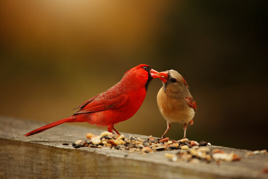 Male and female Cardinals sharing food as a courtship ritual in the spring.