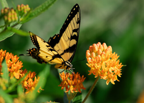 Tiger Swallowtail sipping on nectar from orange flowers of a fully bloomed butterfly weed plant in summer.