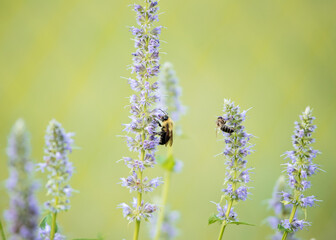 Bumble Bee feeding on lavender colored Anise Hyssops in the summer in a pollinator garden.  