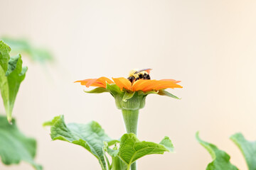 Bumble bee sipping nectar in a beautiful Tithonia bloom in the summertime. 