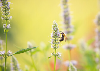 Fototapeta premium Bumble Bee feeding on lavender colored Anise Hyssops in the summer in a pollinator garden. 