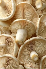 Fresh Mushrooms Closeup Texture.