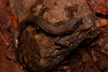 lagarto - lagarto brasileiro