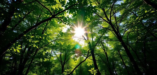 Fototapeta premium Sun-dappled forest, vibrant green leaves, sunlight filtering through canopy, green, vibrant green