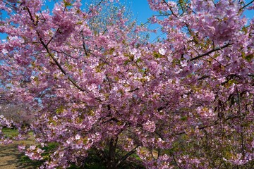 豊前の河津桜