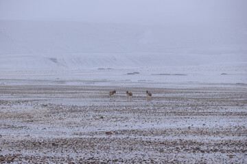 Equus kiang in high altitude grassland