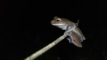 Anfíbios Brasileiros - Sapos, pererecas e rãs Brasileiras	