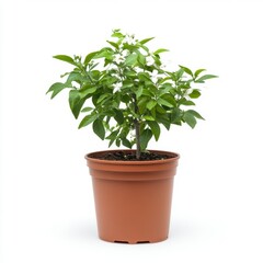 Fototapeta premium Small Green Plant with White Flowers in a Brown Pot on White Background