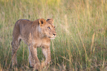 lioness in the grass