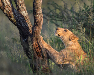 lion cubs climbing a tree in beautiful Serengeti morning © tony