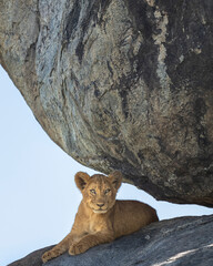 a lion cub sitting under a huge rock formation in Serengeti © tony