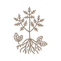 Obraz premium Goutweed Aegopodium Podagraria Herb Line Art