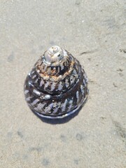 Sea Shell