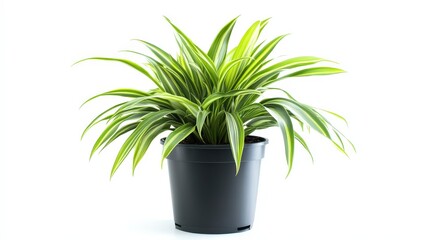 Chlorophytum Comosum : A striking shot of a Chlorophytum comosum in a pot , showcasing its unique variegated foliage against a clean and simple backdrop.