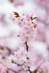 北海道　満開の桜のクローズアップ