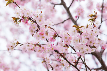 北海道　満開の桜のクローズアップ
