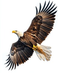 Obraz premium Majestic eagle soaring through clear skies.