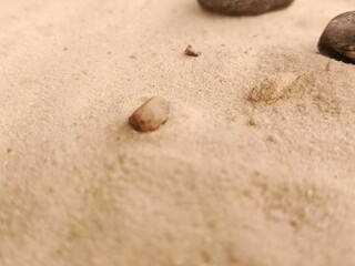 stone on the beach