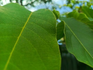 close up of green leaf and green background