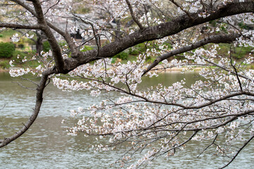 横浜市にある三ツ池公園内の池を背景にしたソメイヨシノ