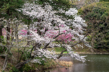 横浜市三ツ池公園内の白とピンクのソメイヨシノの競演