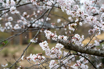 横浜市三ツ池公園内の満開を待つソメイヨシノ