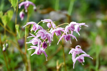 トキワイカリソウ　Evergreen Epimedium