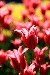 red tulips in garden