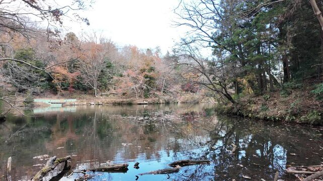 ゆったりとした時が流れる湖 | 秦野 | 震生湖
