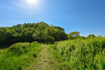 新緑の季節の小道と樹木