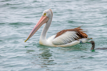 Australian Pelican and Little Black Cormorant swimming at Mallacoota Inlet