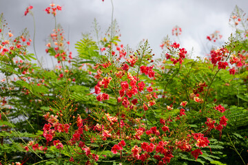 Fototapeta premium Flambuoyant tree, Flame of the forest, Peacock flower