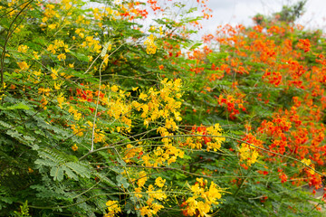 Flambuoyant tree, Flame of the forest, Peacock flower