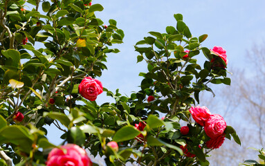Beautiful camellia flower on tree. The Expo 70 Commemorative Park, Osaka, Japan