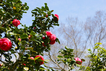 Beautiful camellia flower on tree. The Expo 70 Commemorative Park, Osaka, Japan