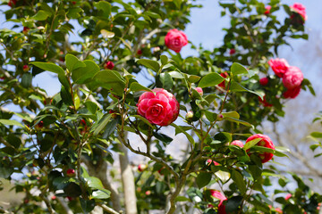 Beautiful camellia flower on tree. The Expo 70 Commemorative Park, Osaka, Japan
