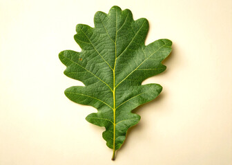Obraz premium Isolated green oak leaf close up on a light background for botanical or nature designs use now
