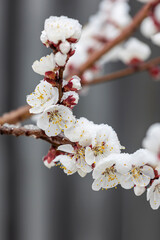 The apricot blossoms had just begun to bloom when a spring snow fell