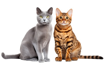 Gray Russian Blue Cat And Orange Bengal Cat Sitting On Transparent Background.  Looking at Camera