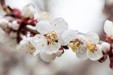 Fototapeta premium The apricot blossoms had just begun to bloom when a spring snow fell