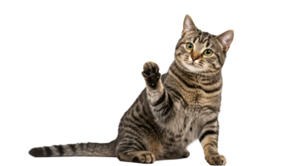 Tabby Cat Leaning Back